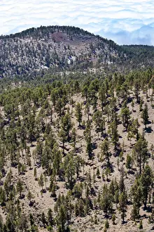 Canary (Pinus canariensis) pine forest on the way to the Sombrero de Chasna