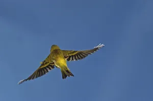 Canary (Serinus canaria forma domestica), captive