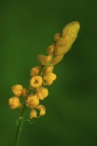 Candle bush flower, jagdalpur, chhattisgarh