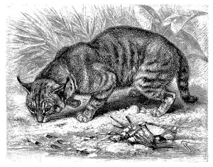 Cane cat, also called swamp fox (Felis chaus)