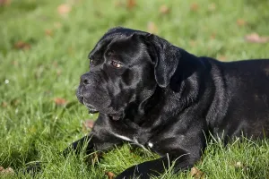 CANE CORSO, A DOG BREED FROM ITALY