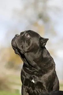 CANE CORSO, A DOG BREED FROM ITALY