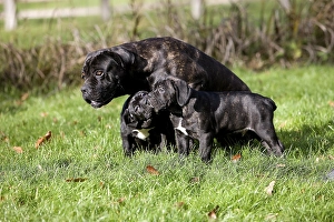 Cane Corso, Dog Breed from Italy