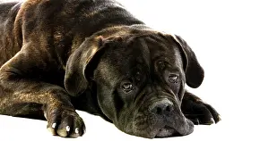 Cane Corso, a Dog Breed from Italy