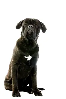 Cane Corso, Dog Breed from Italy