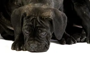 CANE CORSO, A DOG BREED FROM ITALY