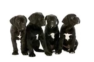 CANE CORSO, A DOG BREED FROM ITALY