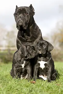 Cane Corso, dog breed from Italy