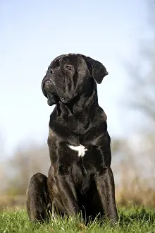 CANE CORSO, A DOG SEASON FROM ITALY