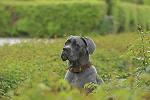 Cane Corso Italiano