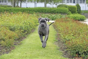 Cane Corso Italiano