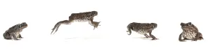 Cane Toad (Rhinella marina), jumping