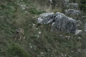 Canis lupus, Abruzzo National Park, italy