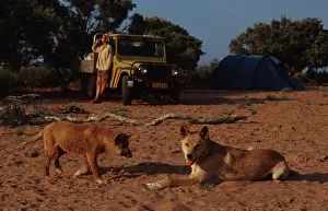 (Canis lupus dingo)