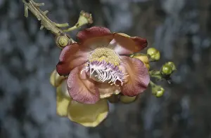 Cannonball tree (Couroupita guianensis)