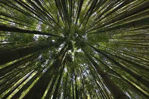 Canopy of a bamboo forest, Les Bambous du Mandarin