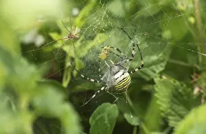 Canopy spider (Linyphia triangularis) lurking in the web of a wasp spider (Argiope bruennichi) to steal its prey