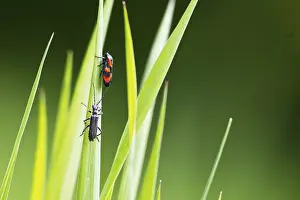 (Cantharis obscura oder paradoxa) - Eichenweichkaefer