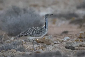 Cantilever Bustard (Chlamydotis undulata fuertaventurae)