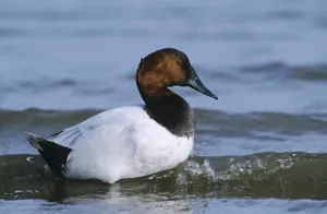 Canvasback (Aythya valisineria)