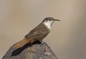 Canyon Wren (Catherpes mexicanus)