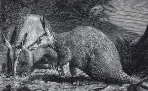Cape aardvark (Orycheropus capensis)