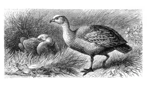 Cape barren, Cereopsis goose (Cereopsis novae hollandiae)