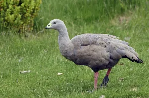 Cape Barren Goose (Cereopsis novaehollandiae)