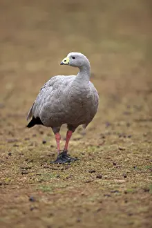 Cape Barren Goose (Cereopsis novaehollandiae)