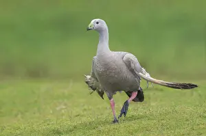 Cape Barren Goose (Cereopsis novaehollandiae)