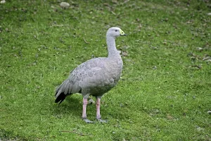 Cape Barren Goose (cereopsis novaehollandiae)