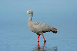 Cape barren goose (Cereopsis novaehollandiae) adult