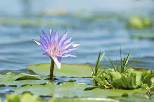 Cape Blue Water Lily (Nymphaea capensis)