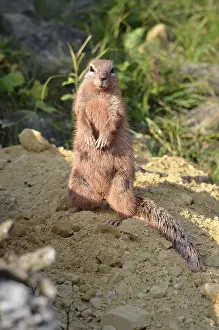 Cape bristle squirrel (xerus inauris)