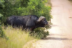 Cape buffalo