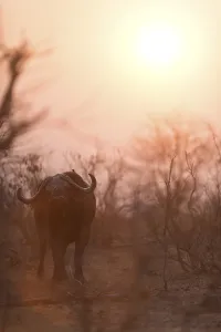Cape buffalo also known as African buffalo in the wilderness