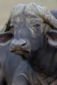 Cape buffalo also known as African buffalo in the wilderness
