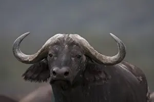 Cape buffalo portrait