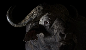 Cape buffalo (Syncerus caffer)