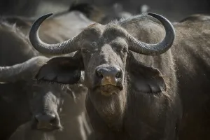 Cape buffalo (Syncerus caffer)