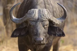 Cape buffalo (Syncerus caffer)