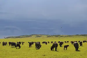 Cape Buffalo (Syncerus caffer)