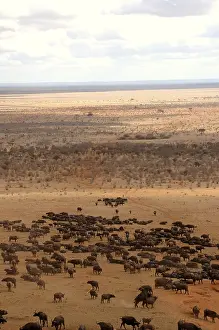 Cape buffalo (Syncerus caffer)