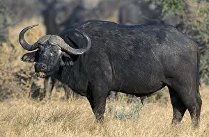 Cape buffalo (Syncerus caffer)
