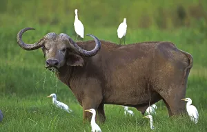 Cape buffalo (syncerus caffer)