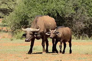 Cape buffalo (Syncerus caffer)