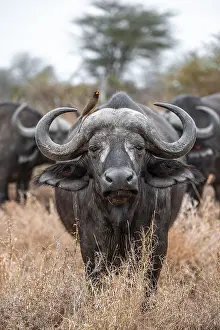 Cape buffalo (Syncerus caffer caffer) with yellowbill oxpecker (Buphagus africanus)