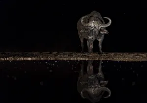 Cape buffalo (Syncerus caffer) at waterhole at night