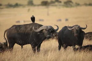 Cape buffalo in the wilderness of Africa