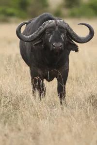 Cape buffalo in the wilderness of Africa